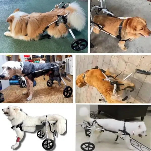 Injured dogs in a wheelchair