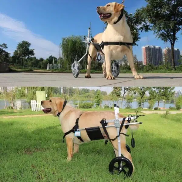 Big Dog in large wheelchair